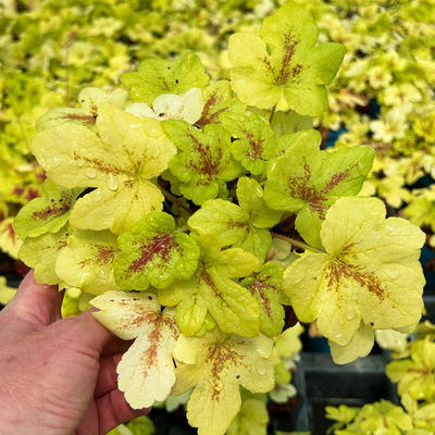 Bio Heucherella 'Stoplight®', creme-weiß Topf-Ø 12 cm, 3 Pflanzen