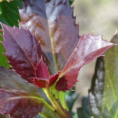 50er-Set Ilex meserveae  50er-Set Ilex meserveae