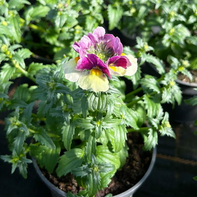 Nemesie, creme-lila, Topf-Ø 12 cm, 6 Pflanzen Nemesie, creme-lila, Topf-Ø 12 cm, 6 Pflanzen