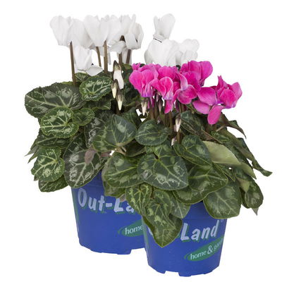 Alpenveilchen 'Outland', rosa/weiß, Topf-Ø 10,5 cm, 6 Pflanzen Alpenveilchen 'Outland', rosa/weiß, Topf-Ø 10,5 cm, 6 Pflanzen