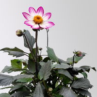Dahlie 'Dahlegria® Pink', pink, Topf- Ø 21/22 cm