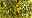 Spindelstrauch-Arten - Euonymus fortunei Emerald'n Gold