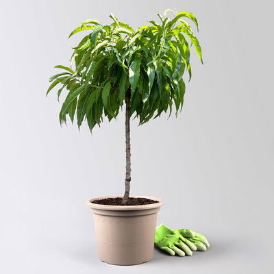 Kölle Bio Zwergnektarine 'Rubis'® Necta ZeeⓈ, Topf 7,5 Liter