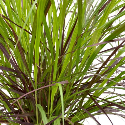 Lampenputzergras 'Rubrum' rot, Topf-Ø 26 cm Lampenputzergras 'Rubrum' rot, Topf-Ø 26 cm