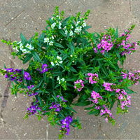 Angelonia 'Trio' rosa-weiß-lila/blau, Topf-Ø 15 cm, 3er-Set