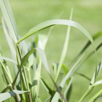 Bio Rutenhirse 'Squaw', rosa, Topf 5 Liter