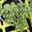 Bio Buntlaubiger Oregano, Topf-Ø 12cm
