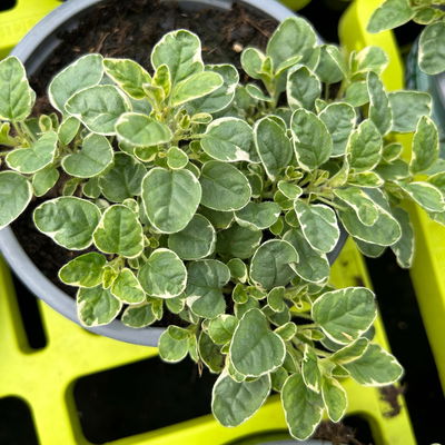 Bio Buntlaubiger Oregano, Topf-Ø 12cm Bio Buntlaubiger Oregano, Topf-Ø 12cm