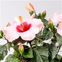 Hibiskus HibisQs®  'Adonicus Rosa' rosa, Topf-Ø 13 cm, 2er-Set