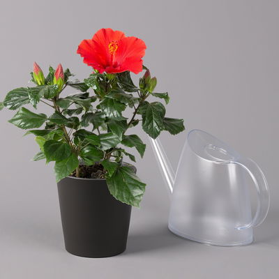 Hibiskus, rot, in Keramiktopf Dallas anthrazit, Topf-Ø 13 cm, 2 Pflanzen