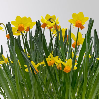 Narzisse 'Jetfire' gelb-orange, vorgetrieben, Topf-Ø 10 cm, 6 Pflanzen