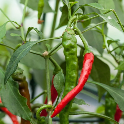 Blu Bio Chili 'Joe's Long', sehr scharf, Topf-Ø 12 cm, 3er-Set