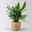 Aglaonema 'Miss Juliette', in Korb Osaka, Topf-Ø 17 cm, Höhe ca. 55 cm