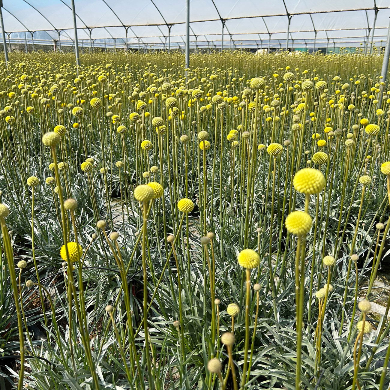 Craspedia gelb, Topf-Ø 17 cm Craspedia gelb, Topf-Ø 17 cm