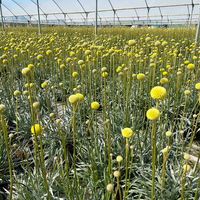 Craspedia gelb, Topf-Ø 17 cm Craspedia gelb, Topf-Ø 17 cm