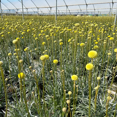 Craspedia gelb, Topf-Ø 17 cm Craspedia gelb, Topf-Ø 17 cm