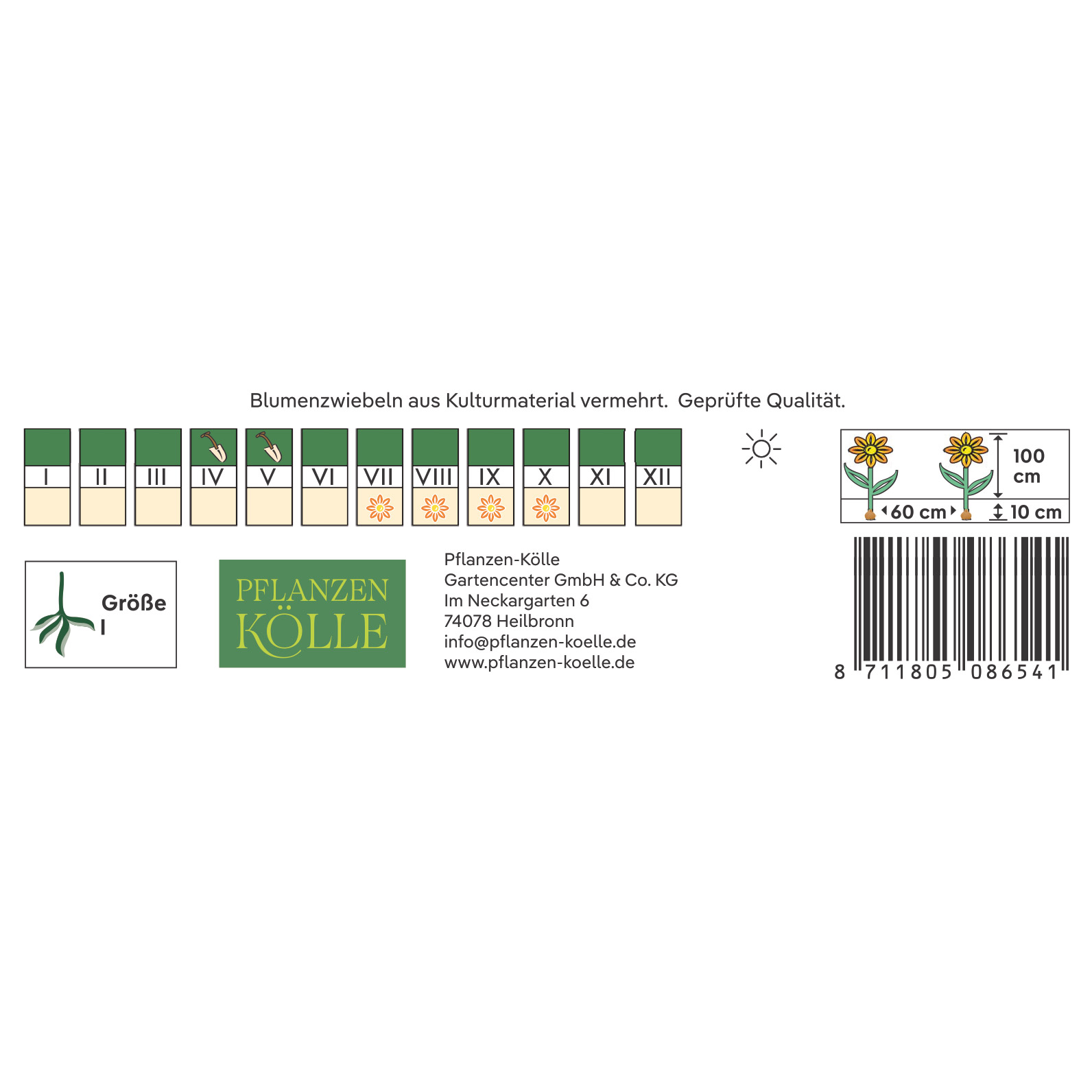 Kölles Beste Dekorative Dahlie Creme de Cassis, 3 Blumenknollen