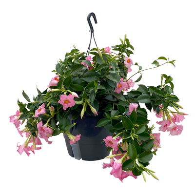 Dipladenie, rosa, Ampeltopf-Ø 25/27 cm