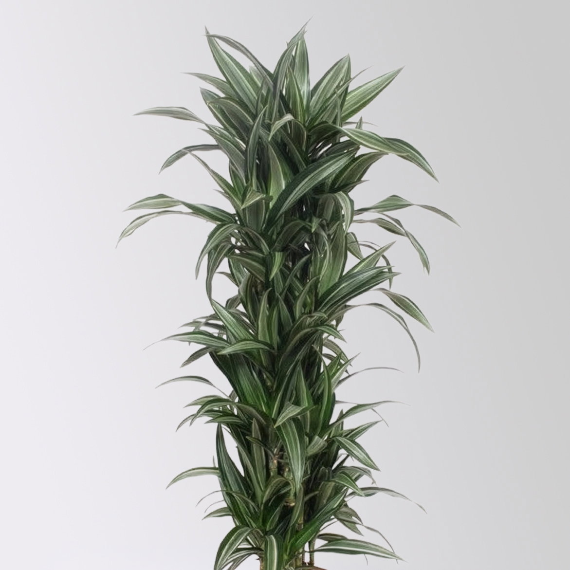 Drachenbaum 'Ulises', grün-weiß, Topf-Ø 30 cm, Höhe ca. 150 cm