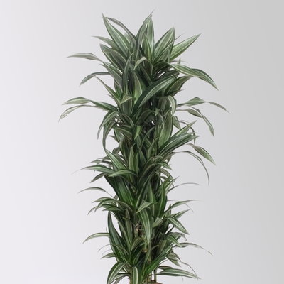 Drachenbaum 'Ulises', grün-weiß, Topf-Ø 30 cm, Höhe ca. 150 cm