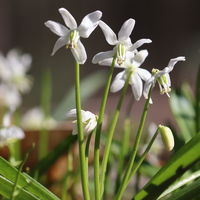 Zwiebelpflanzen-Set Frühlingsbote, gelb-weiß, 9 Pflanzen Zwiebelpflanzen-Set Frühlingsbote, gelb-weiß, 9 Pflanzen