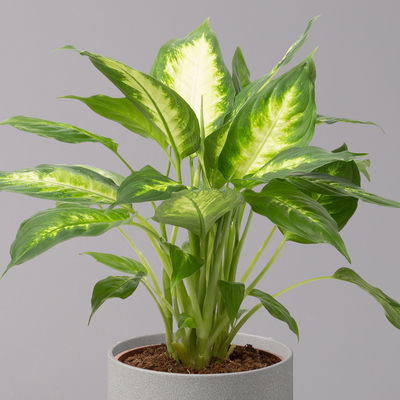 Dieffenbachie 'Camilla' , Topf-Ø17cm, Höhe ca. 50-60 cm