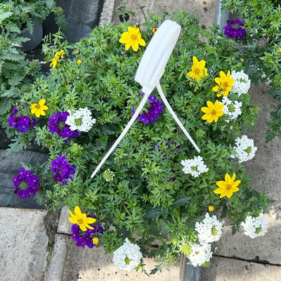 Blumenampel TrioMio™ 'Tweety Wave', weiß-blau-gelb, Ampeltopf-Ø 27 cm Ø