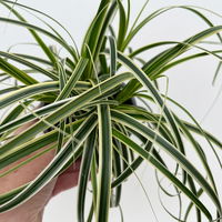Bio Segge 'Feather Falls', gestreift, Topf-Ø 12 cm, 3 Pflanzen