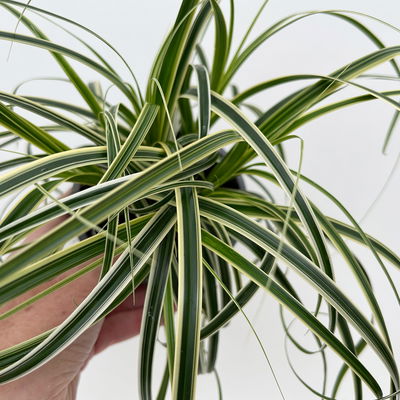 Bio Segge 'Feather Falls', gestreift, Topf-Ø 12 cm, 3 Pflanzen Bio Segge 'Feather Falls', gestreift, Topf-Ø 12 cm, 3 Pflanzen