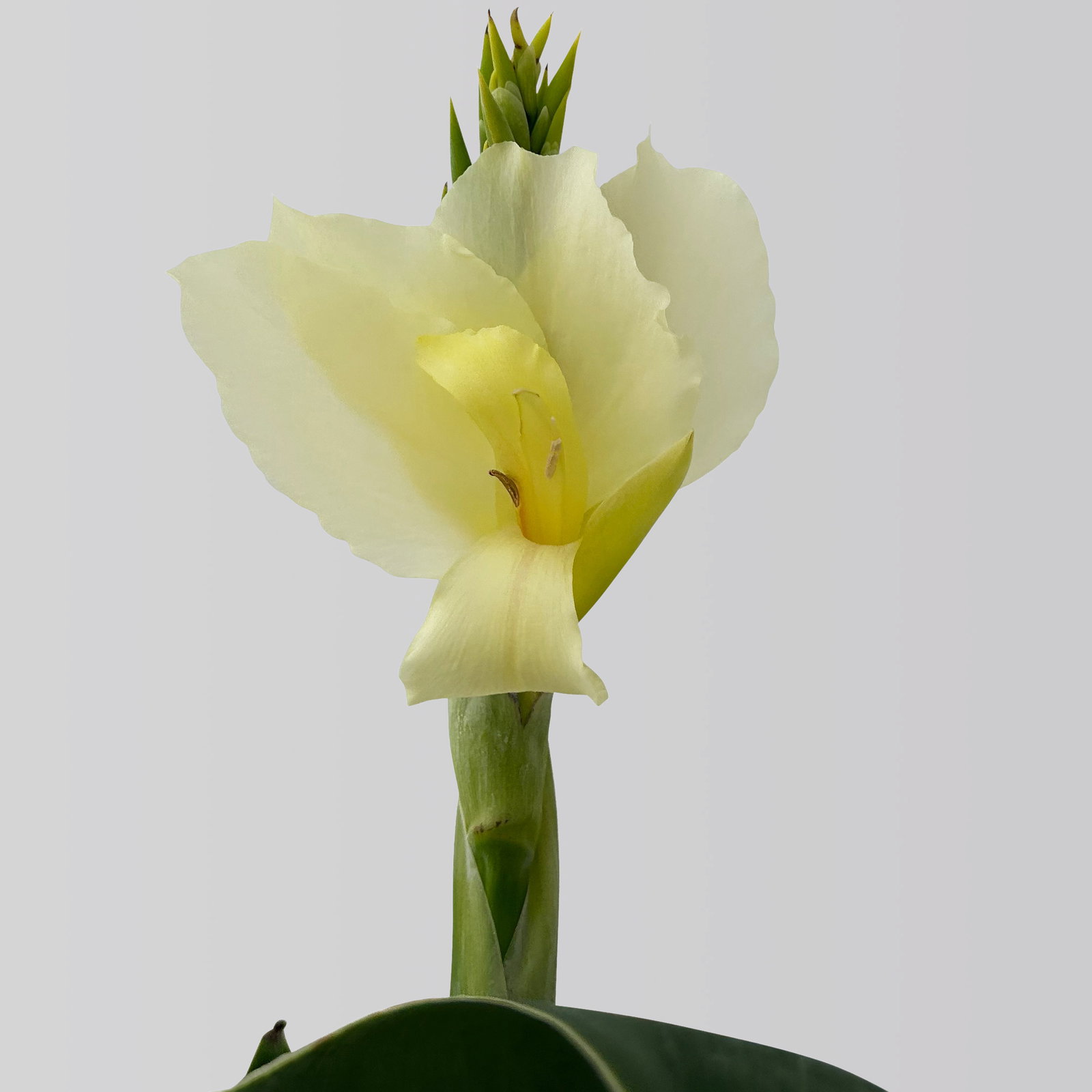 Canna 'Alaska', weiß, Topf-Ø 17 cm, 2 Pflanzen Canna 'Alaska', weiß, Topf-Ø 17 cm, 2 Pflanzen