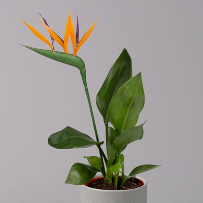 Strelitzia reginae, inkl. Kunstblüte, Topf-Ø 13 cm, Höhe ca. 40 cm, 2er-Set