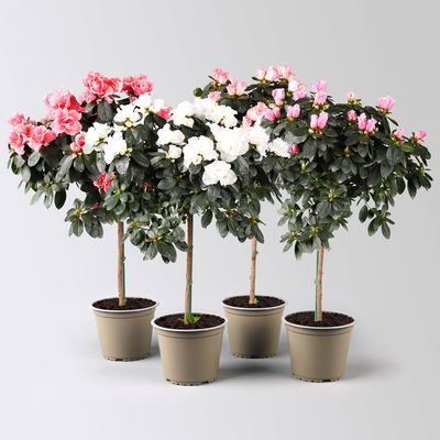 Azalee, Stämmchen, Farbe zufällig, gefüllt, Topf-Ø 19 cm, Höhe ca. 65 cm Azalee, Stämmchen, Farbe zufällig, gefüllt, Topf-Ø 19 cm, Höhe ca. 65 cm