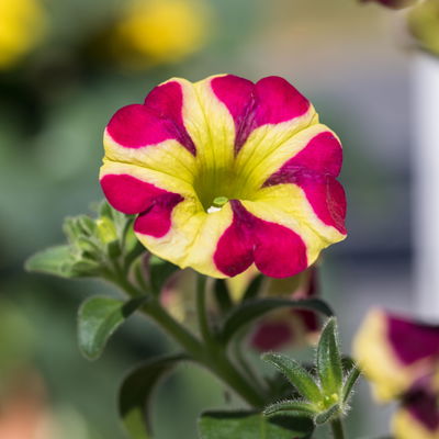 Petunie 'Amore® Queen of Hearts' rot-gelb, hängend, Topf-Ø 13 cm, 6 Pflanzen