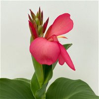 Canna 'Cannova® Rose', rosa, Topf-Ø 17 cm