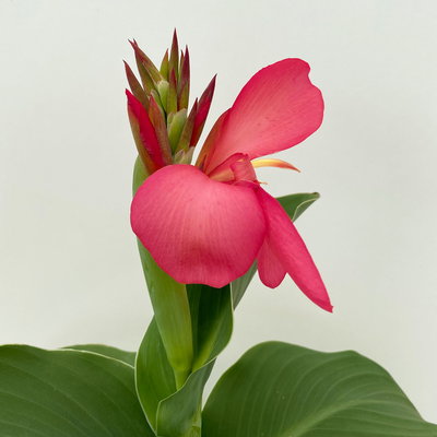 Canna 'Cannova® Rose', rosa, Topf-Ø 17 cm, 2 Pflanzen