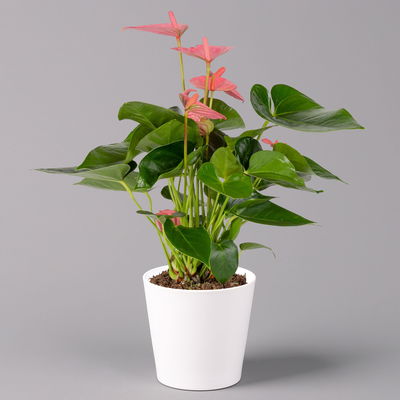 Flamingoblumen, pink inkl. Übertopf Dallas weiß, Topf-Ø 12 cm, 2 Pflanzen Flamingoblumen, pink inkl. Übertopf Dallas weiß, Topf-Ø 12 cm, 2 Pflanzen