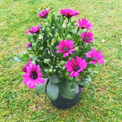 Kapkörbchen lila, Topf-Ø 12 cm, 6er-Set