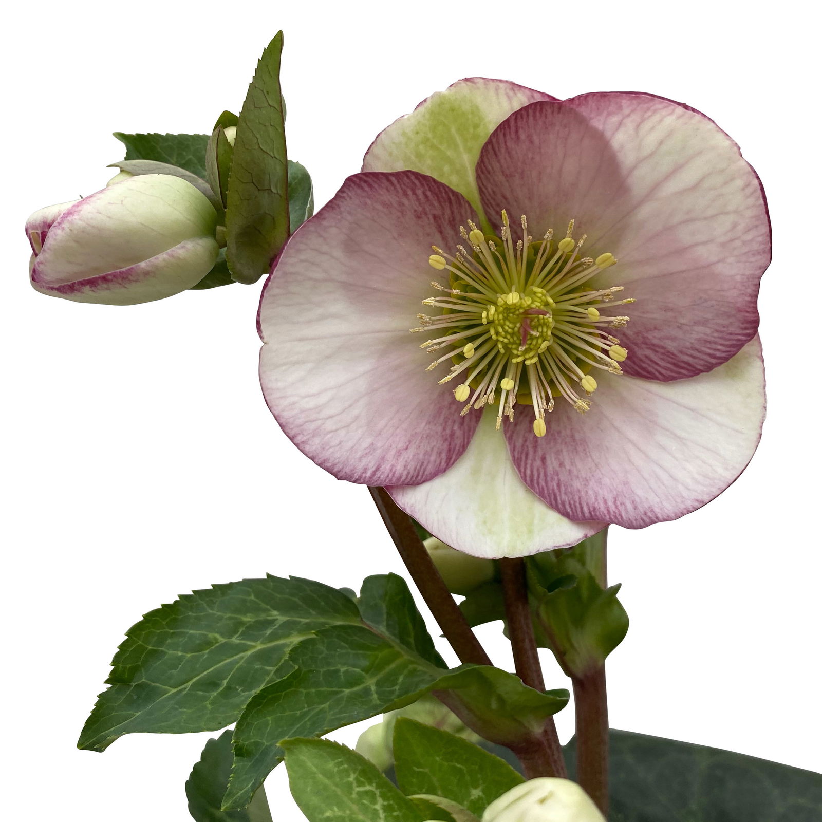 Helleborus 'Glenda's Gloss' rosa-weiß, Topf-Ø 15 cm