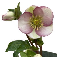 Helleborus 'Glenda's Gloss' rosa-weiß, Topf-Ø 15 cm