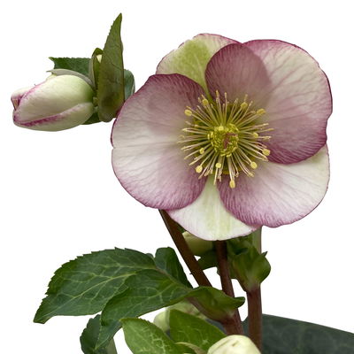 Helleborus 'Glenda's Gloss' rosa-weiß, Topf-Ø 15 cm Helleborus 'Glenda's Gloss' rosa-weiß, Topf-Ø 15 cm