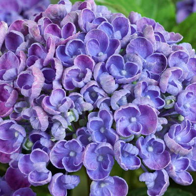 Gartenhortensie 'Curly Wurly®' Blau, 23cm Topf