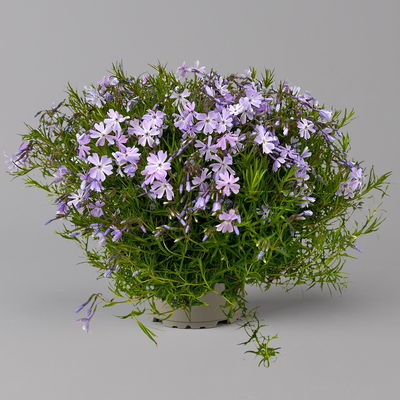 Kölles Beste Polster-Phlox 'Emerald Cushion Blue', 3 Liter Topf Kölles Beste Polster-Phlox 'Emerald Cushion Blue', 3 Liter Topf