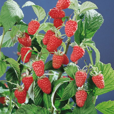 Sommerhimbeeren, 'Malling Promise' & 'Schönemann', Topf je 2 Liter, 4 Pflanzen Sommerhimbeeren, 'Malling Promise' & 'Schönemann', Topf je 2 Liter, 4 Pflanzen