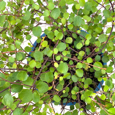 Bio Mühlenbeckia complexa, weiß, Topf-Ø 12 cm, 3 Pflanzen Bio Mühlenbeckia complexa, weiß, Topf-Ø 12 cm, 3 Pflanzen