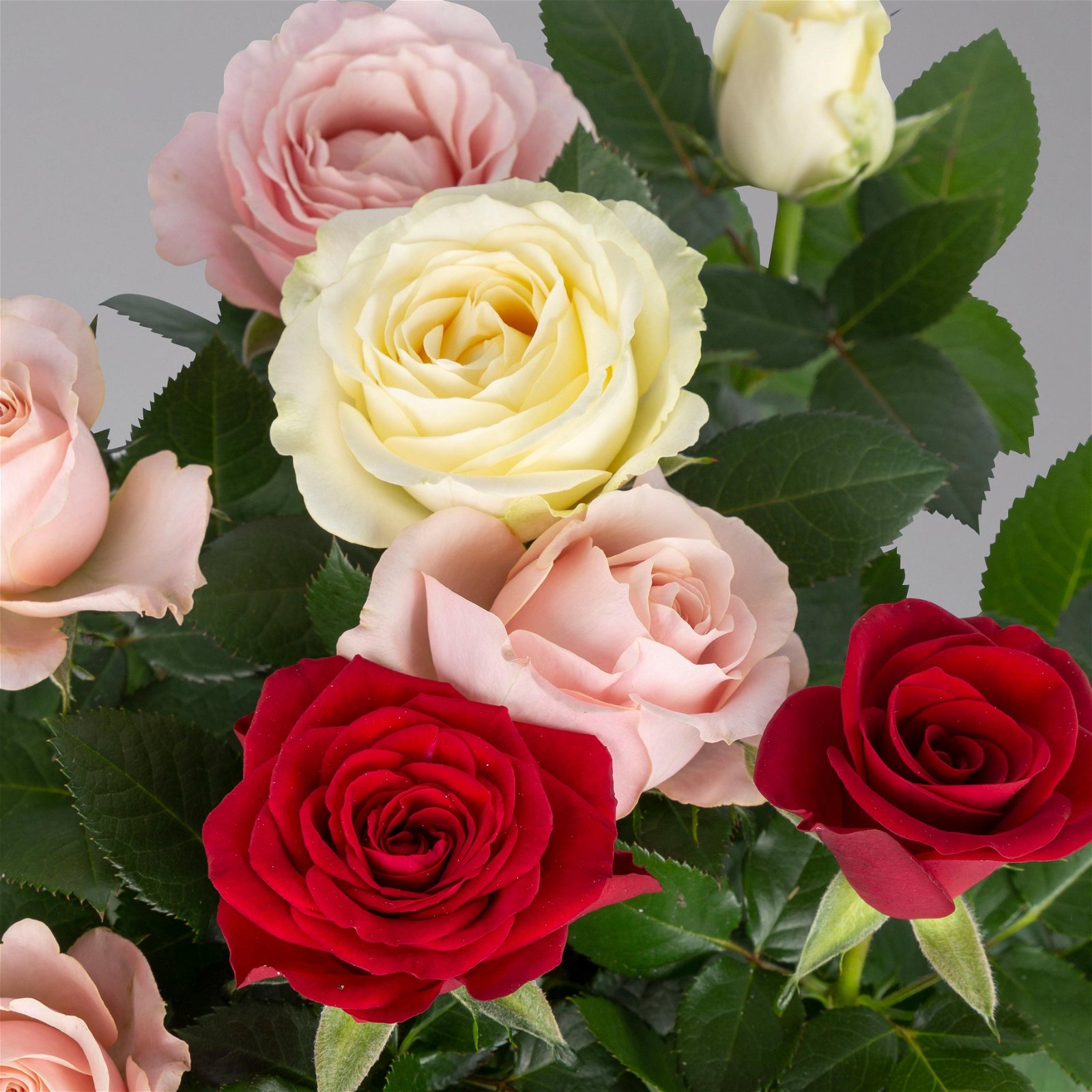 Rose 'Infinity' rosa-weiß & rot, Topf-Ø 14 cm, 2er-Set