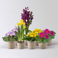 Pflanzenkreation Frühlingsduft, 8 Pflanzen Pflanzenkreation Frühlingsduft, 8 Pflanzen