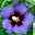 Garten-Hibiskus, Hibiscus syriacus 'Ultramarine®', im Topf 5 lt.