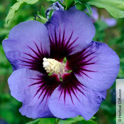 Garten-Hibiskus, Hibiscus syriacus 'Ultramarine®', im Topf 5 lt. Garten-Hibiskus, Hibiscus syriacus 'Ultramarine®', im Topf 5 lt.