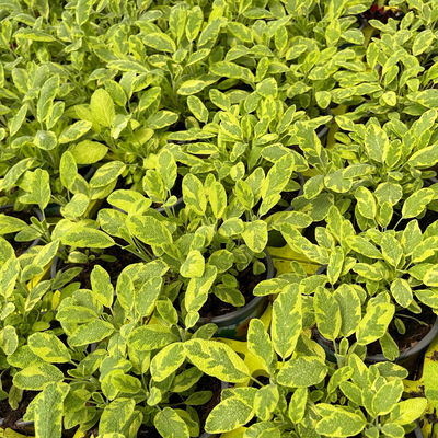 Bio Goldsalbei, Topf-Ø 12cm