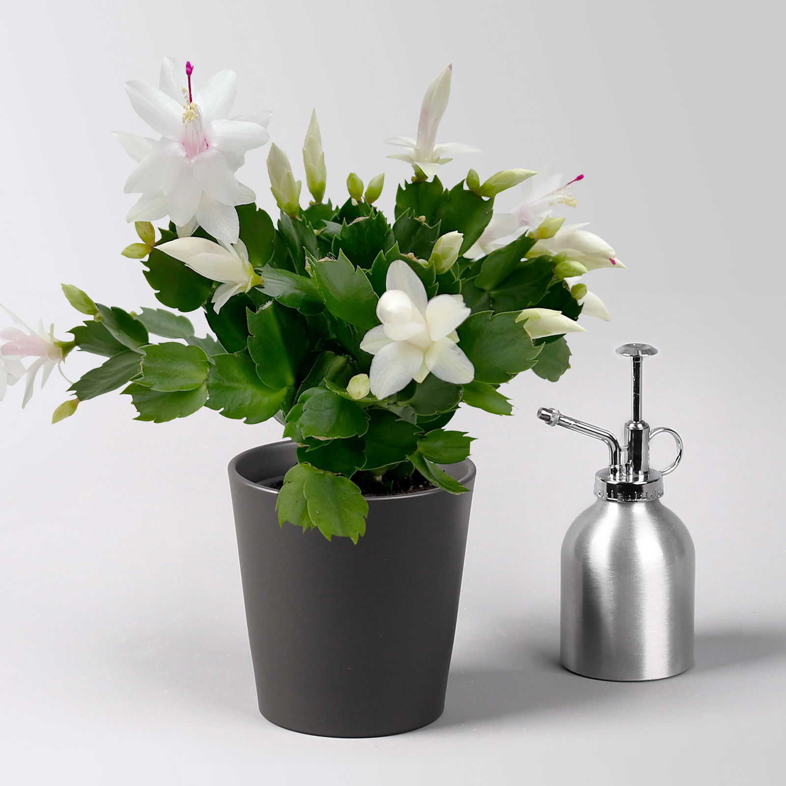 Weihnachtskaktus, weiß, mit Übertopf Dallas anthrazit, Topf-Ø 12 cm, 2 Pflanzen